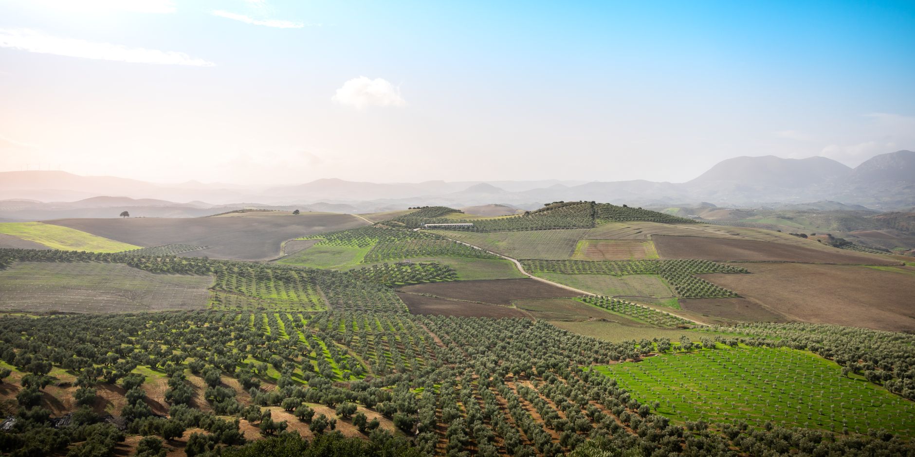 Olive groves rolling toward hazy mountains in Andalusia, Spain