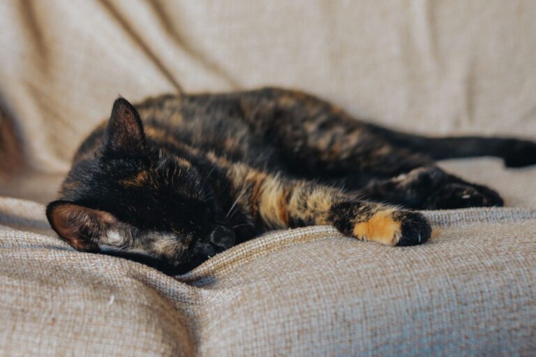 A tortoiseshell cat asleep on a couch, the kind of pet we look after on a sit