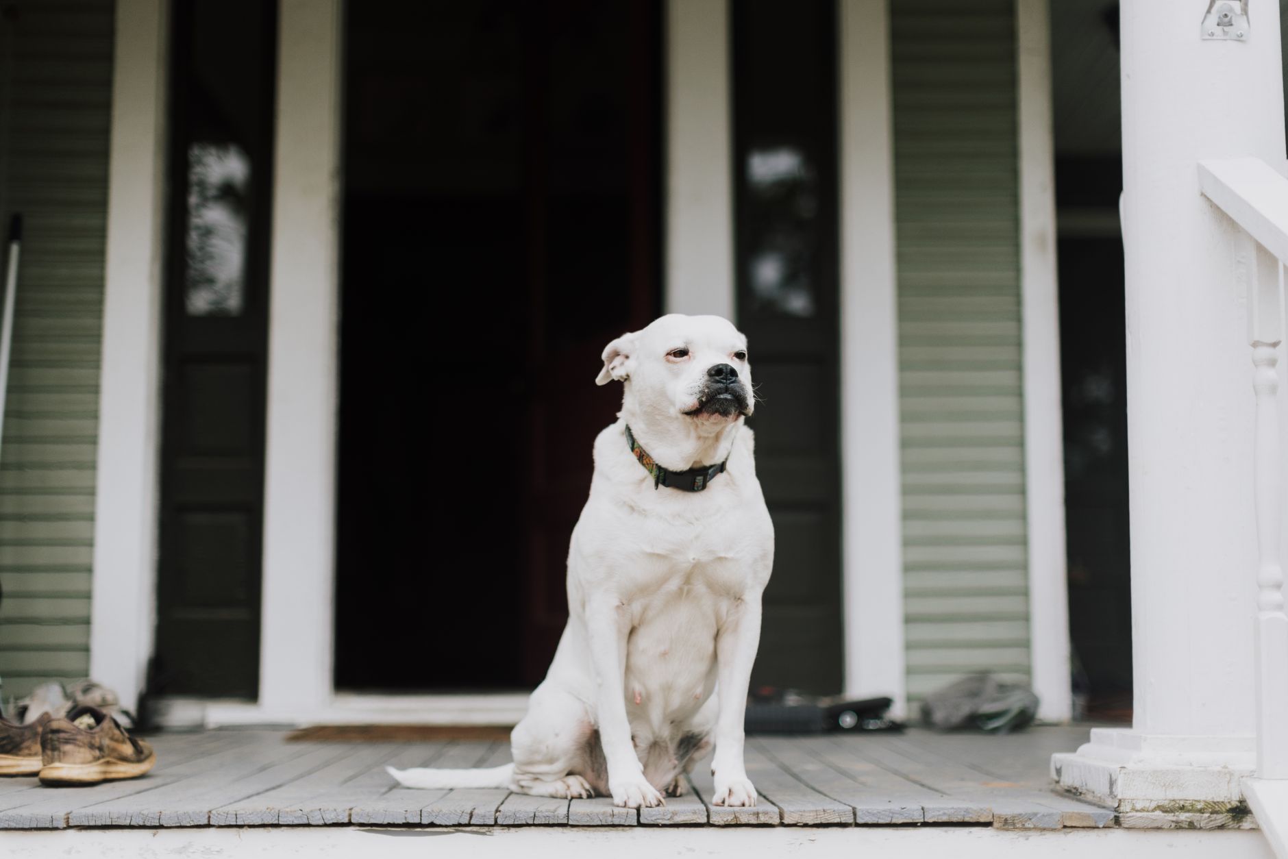 A white dog sitting on a front porch by an open door, waiting