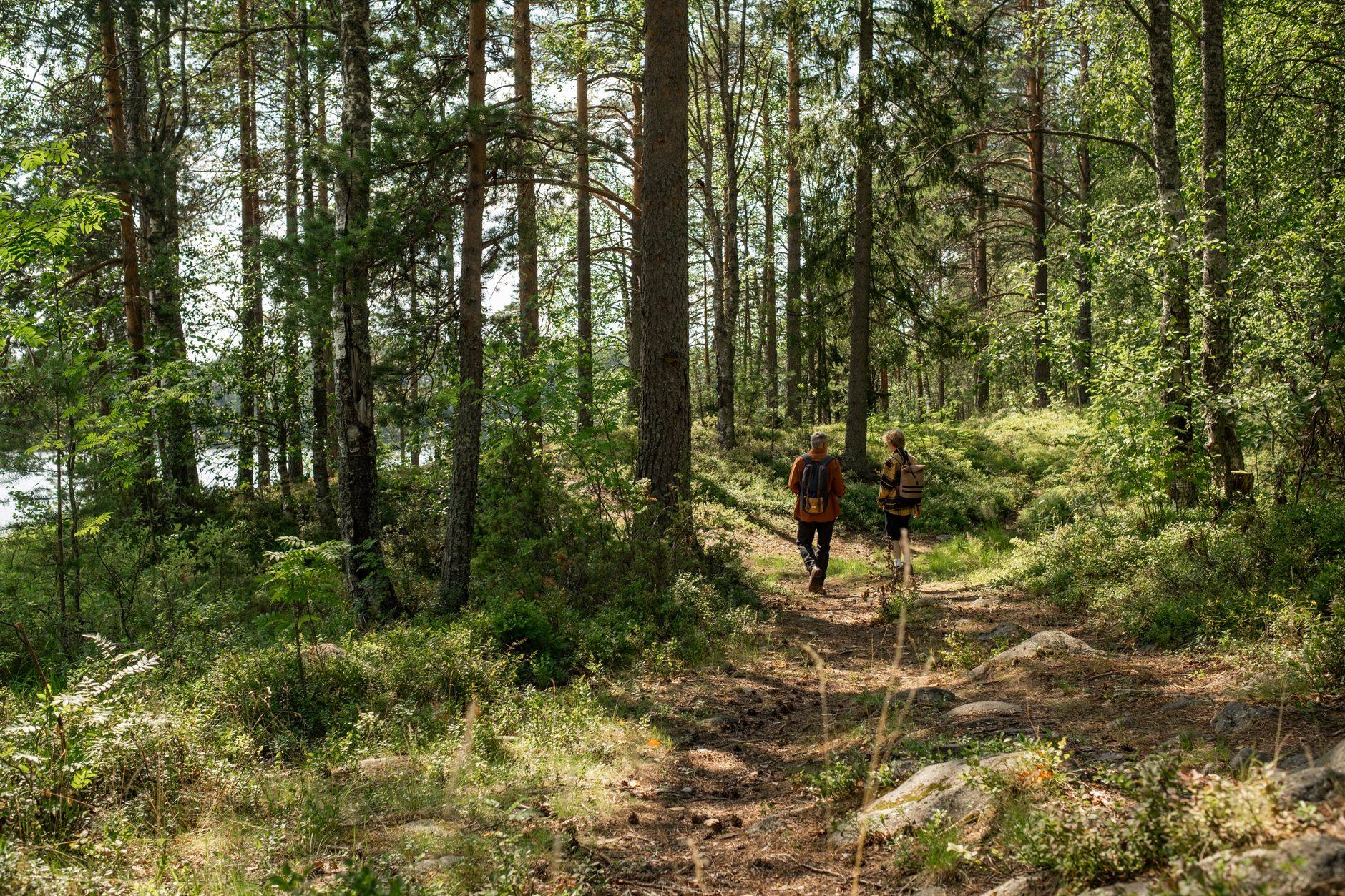 A wooden boardwalk trail winding through green forest