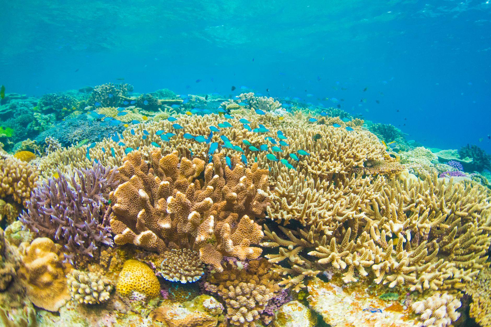 A coral reef and tropical fish in clear blue water